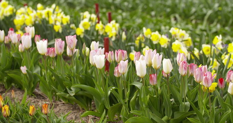 Obraz premium Tulips Plantation in Netherlands Agriculture