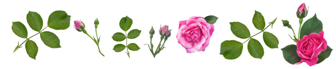  banner. Set of delicate pink roses, bows and leaves isolated on a transparent background. Greeting...
