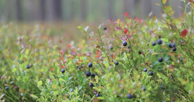Wild Bilberries (Vaccinium myrtillus) in the forest.
