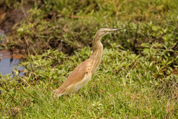 a single squacco heron in the wetlands of Amboseli NP