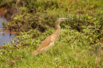 a single squacco heron in the wetlands of Amboseli NP