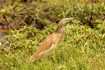 a single squacco heron in the wetlands of Amboseli NP