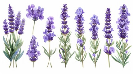 Intricate Ink-drawn Lavender Plants and Flowers Watercolor Illustration Generative AI