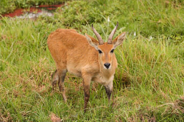 Fototapeta premium single reedbuck antelope in Amboseli NP