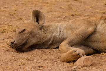 a hyena lying on the ground in Amboseli NP