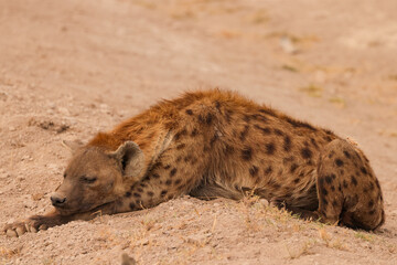 a hyena lying on the ground in Amboseli NP