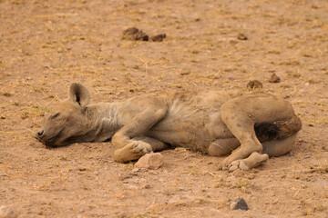 one single hyena lying on the ground in Amboseli NP