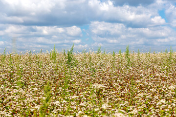 A bee pollinates buckwheat flowers.