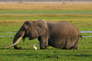 Naklejka na ściany i meble supertusker african elephant in the swamp of Amboseli NP