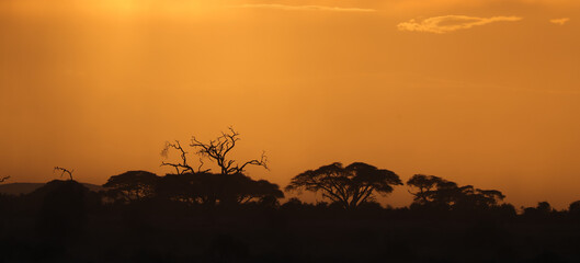 silhouette of acaica trees at sunset in the savannah of Amboseli NP