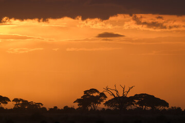 silhouette of acaica trees at sunset in the savannah of Amboseli NP