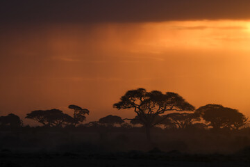 silhouette of acaica trees at sunset in the savannah of Amboseli NP