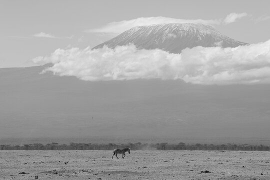 black and white picture of zebras with mount kilimanjaro in background
