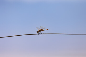 red dragonfly on a wire