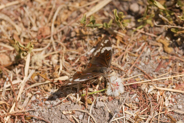 swordtail butterfly in Amboseli NP