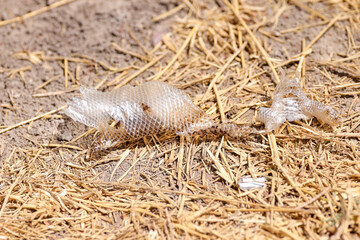 remains of a snake skin