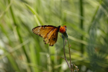 orange butterfly on a flower