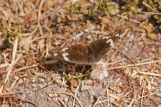 swordtail butterfly in Amboseli NP