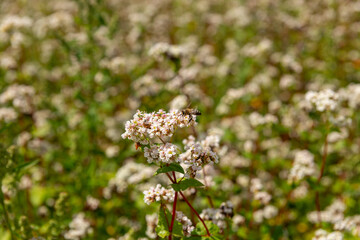 A bee pollinates buckwheat flowers.