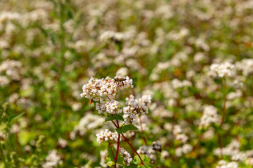 A bee pollinates buckwheat flowers.
