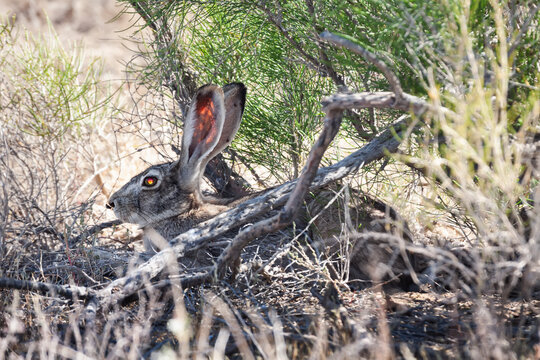 Tolai hare (Lepus tolai) with a fly on his nose resting in saxaul forest, Kazakhstan