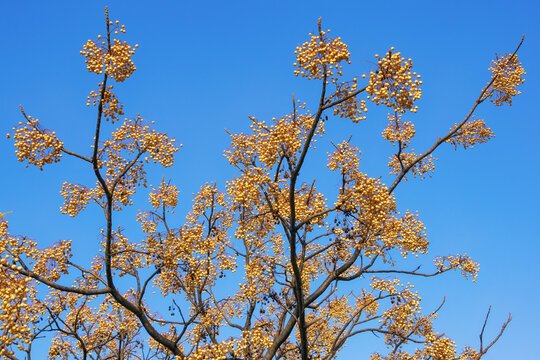 Autumn. Branches of Chinaberry tree ( Melia azedarach ) with yellow clusters of fruit against blue sky