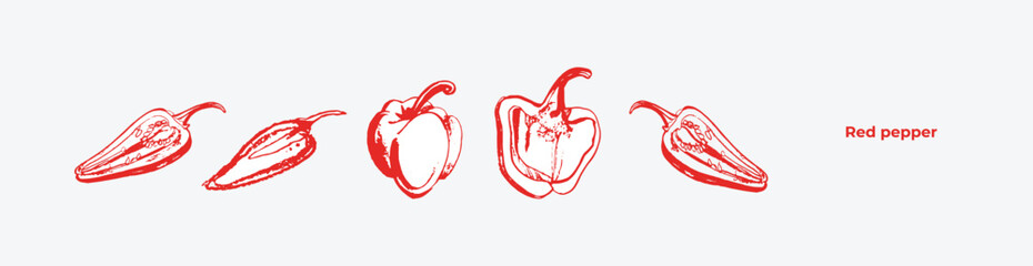 Vector isolated set of red Bulgarian sweet and bitter pepper. Red pepper. Hand drawing. Vegetable engraved style object, full, half and slices. Isolated bell pepper.