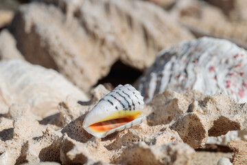 Empty shell of a cone snail washed ashore with other relicts of marine life. - obrazy, fototapety, plakaty