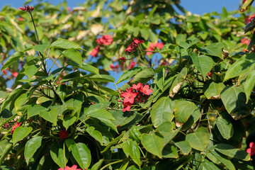 Orange-red blossoms of a peregrina bush (Jatropha integerrima).