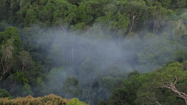 Amazon rain Forest in Brazil