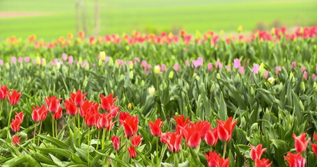 Tulips Plantation in Netherlands Agriculture