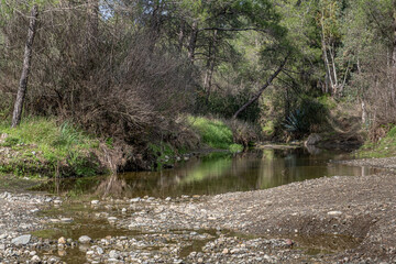 View of the beautiful
pine forest and olive orchard Nature Trail, located next to the small village of Delikipos in Larnaca district, Cyprus
