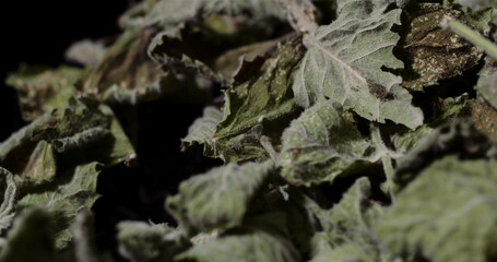 Dry Mint Leaves Rotating on black Background.