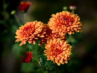 Beautiful Flower Wallpaper. Flower Close-up Macro with Blur background and bokeh. Fresh chrysanthemum flowers fully bloomed. Colorful blossom