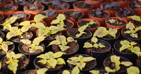 Agriculture - flower seedlings in greenhouse