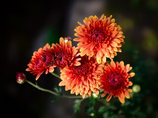 Beautiful Flower Wallpaper. Flower Close-up Macro with Blur background and bokeh. Fresh chrysanthemum flowers fully bloomed. Colorful blossom