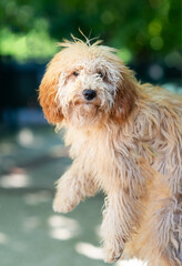 Close up eye level portrait of a goldendoodle with out of focus background with boket effect in a garden