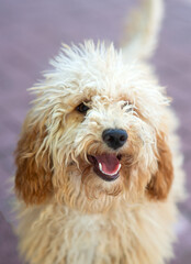 Close up eye level portrait of a goldendoodle with out of focus background in a garden