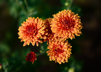 Beautiful Flower Wallpaper. Flower Close-up Macro with Blur background and bokeh. Fresh chrysanthemum flowers fully bloomed. Colorful blossom