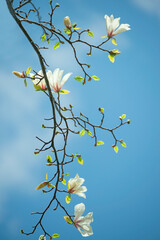 Openwork branches of a blooming magnolia with white flowers and delicate first leaves against a background of blue sky
