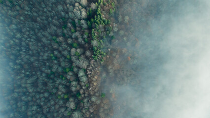 Mountain forest covered with mist. Fog in the forest. Aerial view with the forest in the mountains covered by the fog that floats over the valley. Valley between the mountains covered with mist.