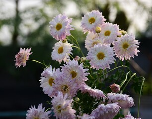 Beautiful Flower Wallpaper. Flower Close-up Macro with Blur background and bokeh. Fresh white chrysanthemum flowers fully bloomed. Colorful blossom
