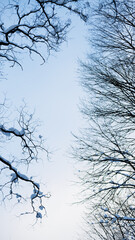 branches against sky