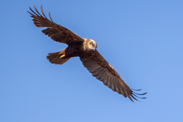 Western marsh harrier flying