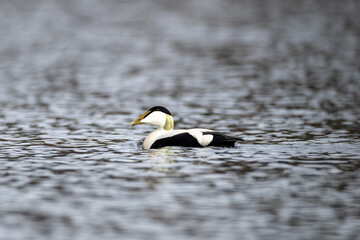 Common eider in the water