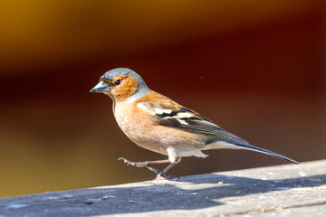 Chaffinch on the porch