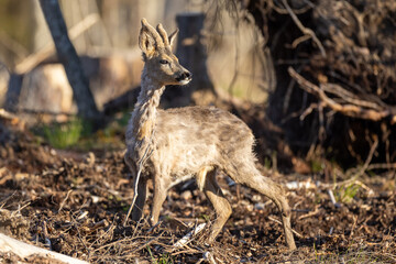 Roe deer