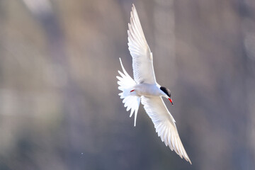Common tern flying