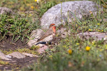 Rosefinch  on the ground