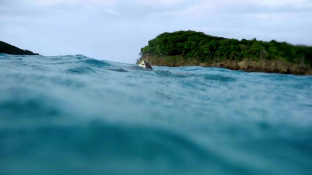 Plan sous-marin de tortue marine en mouvement